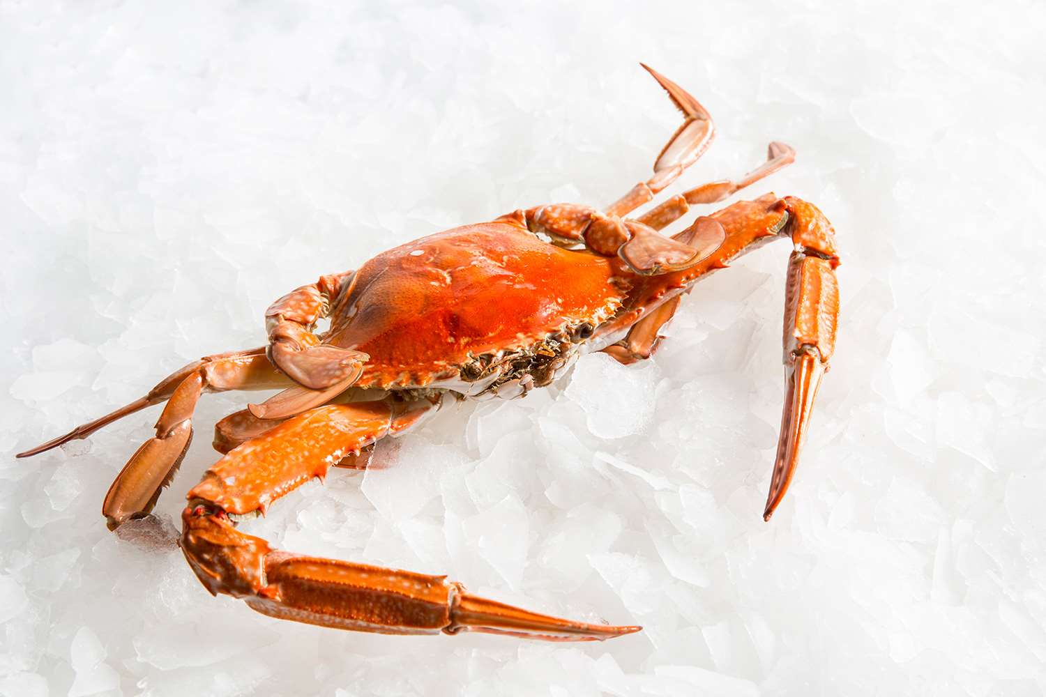 Blue Swimmer Crab Cooked