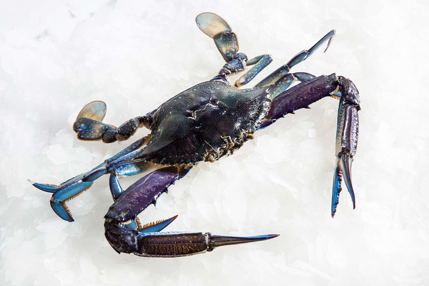 Blue Swimmer Crab Raw