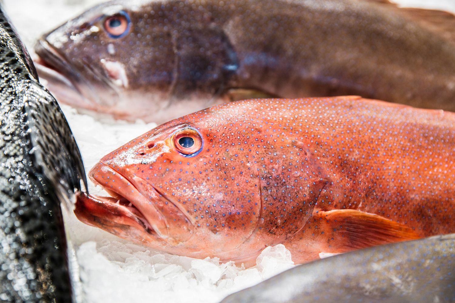 Pan-Fried Coral Trout with Nam Jim Jaew