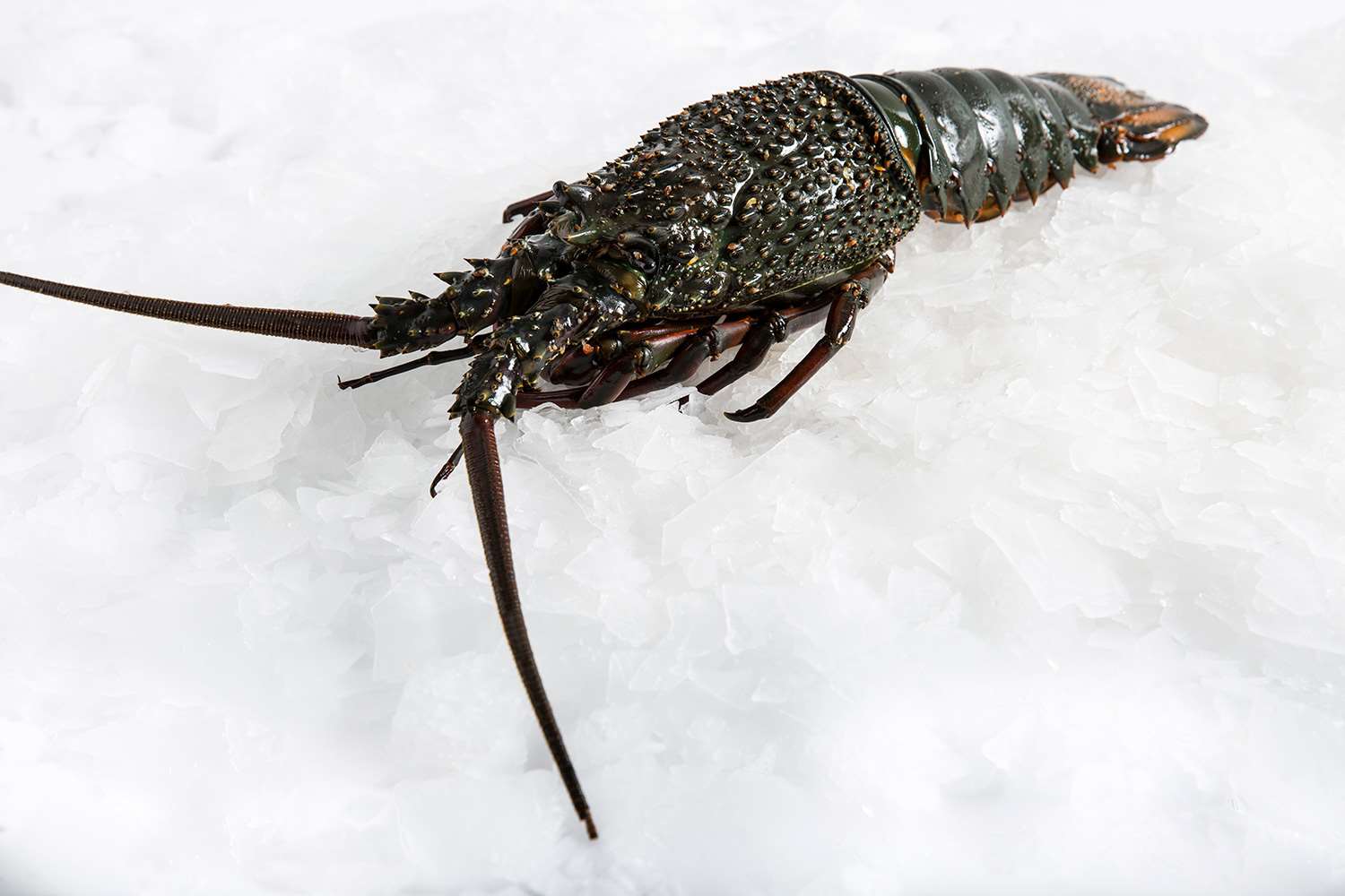 Raw Lobster Eastern Rock