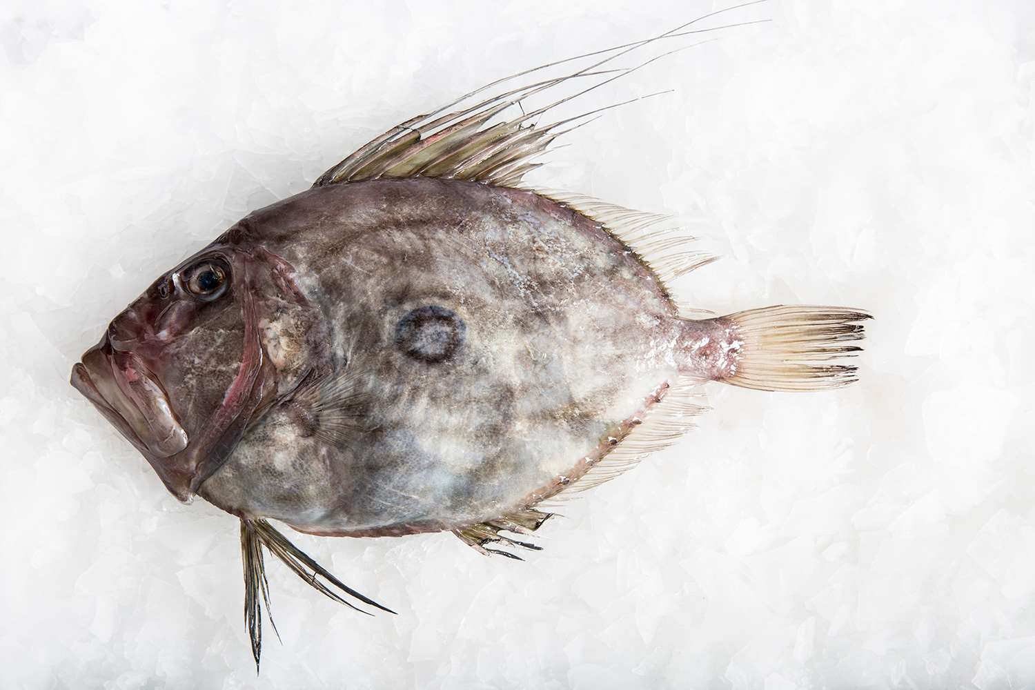 John Dory