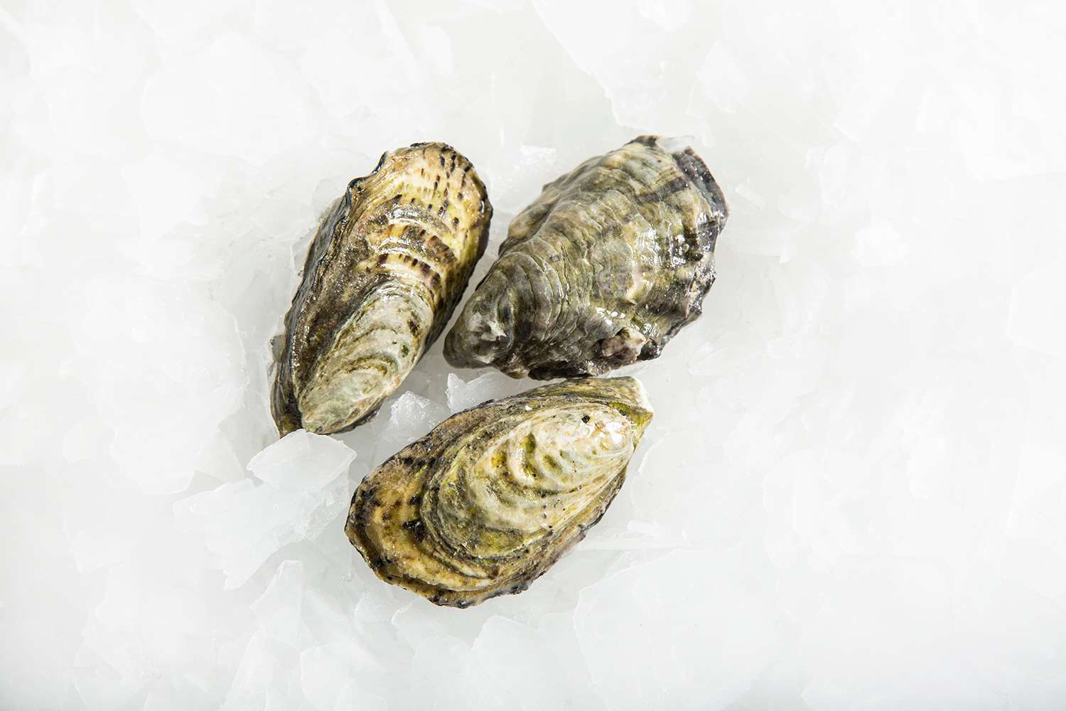 Pacific Oysters Large LIVE (Closed)
