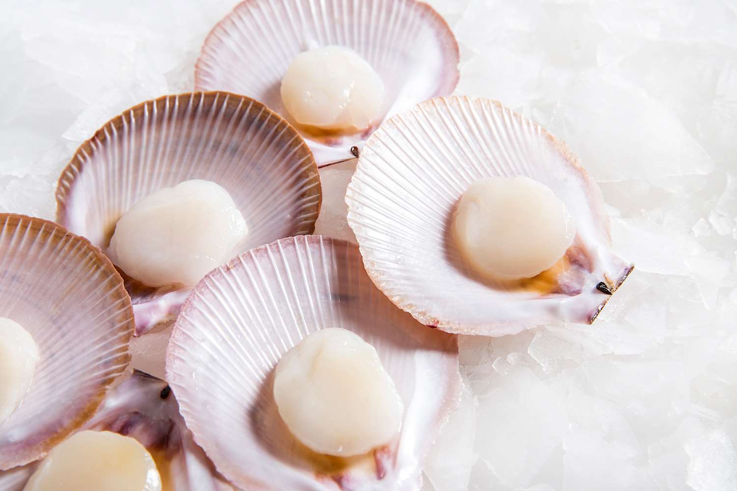 Queensland Saucer Scallop