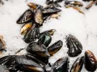 Black mussels