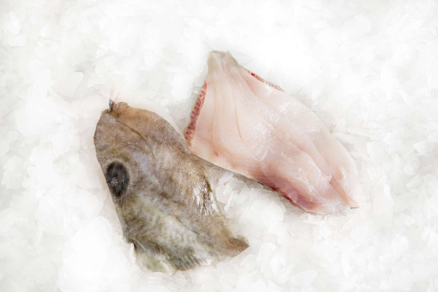 John Dory Fillet