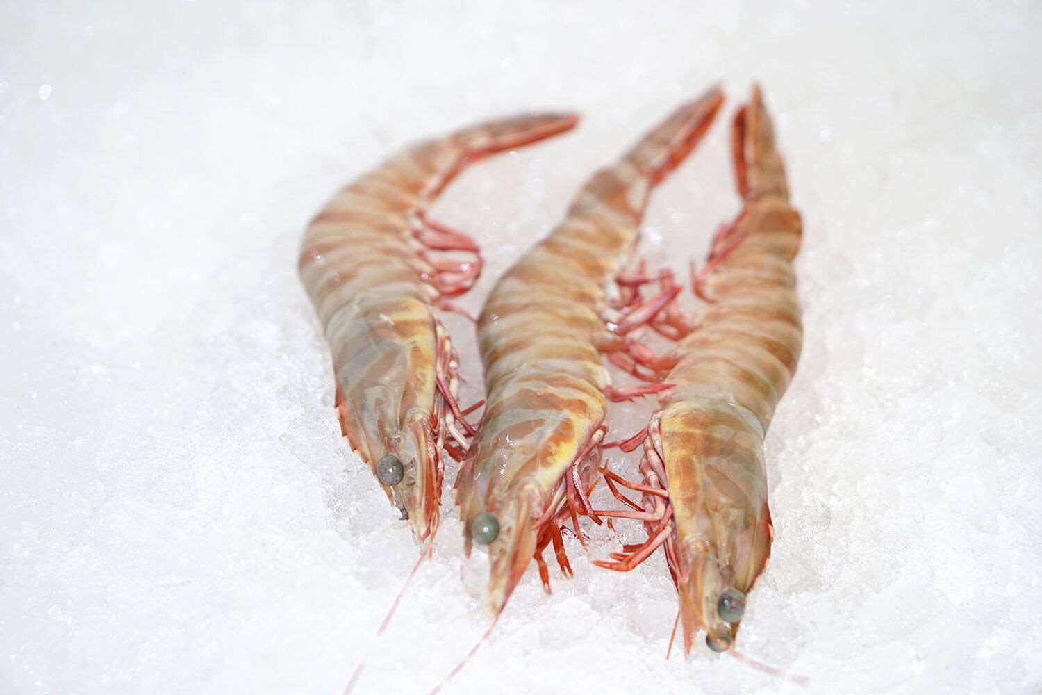 JUMBO Skull Island Prawns Green