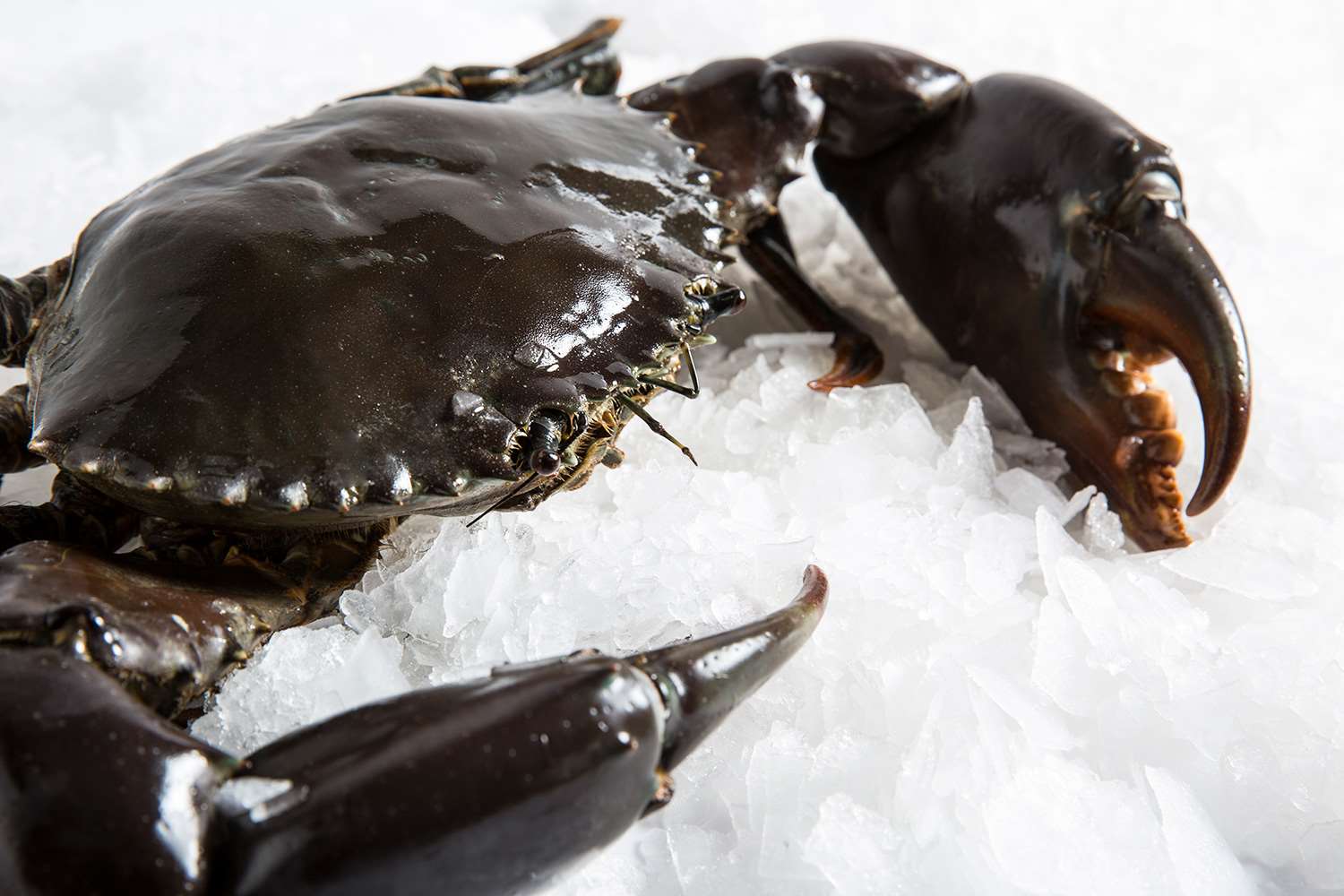 Sri Lankan Mud Crab Curry