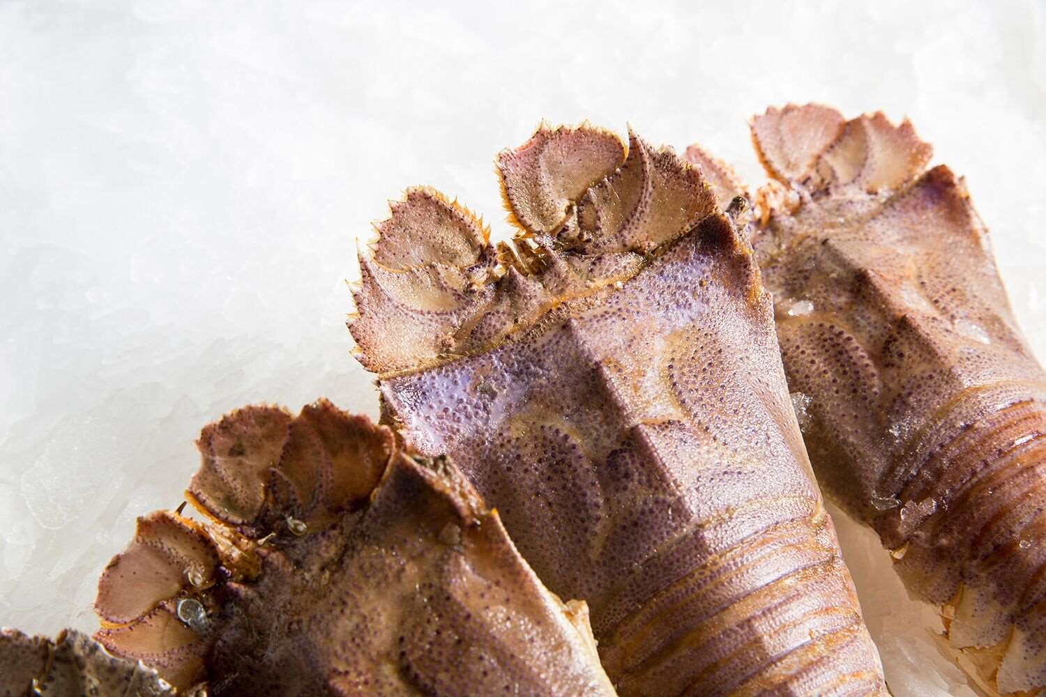 Herb and Garlic Butter Moreton Bay Bug Recipe