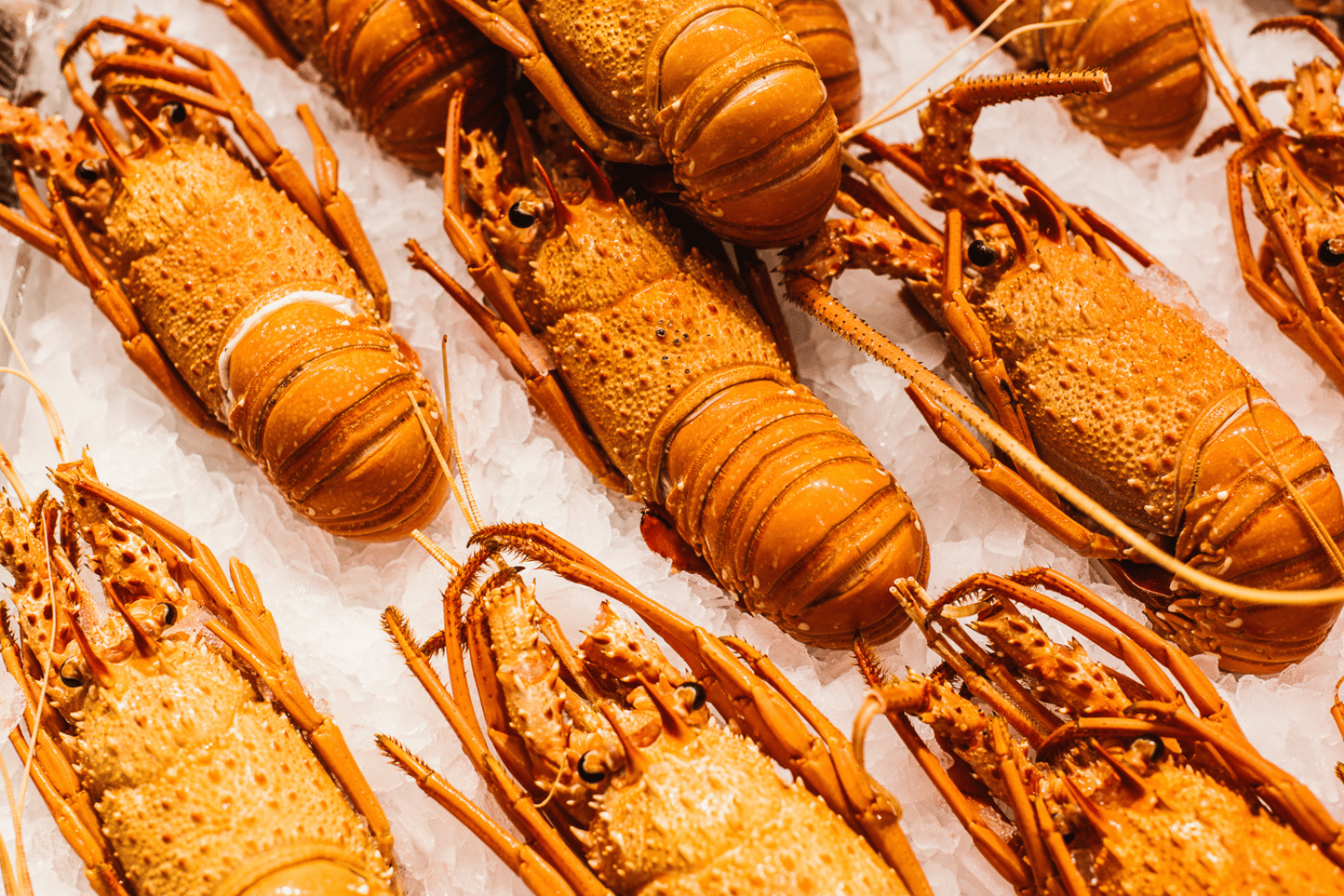 Bulk Buy Eastern Rock Lobster Cooked
