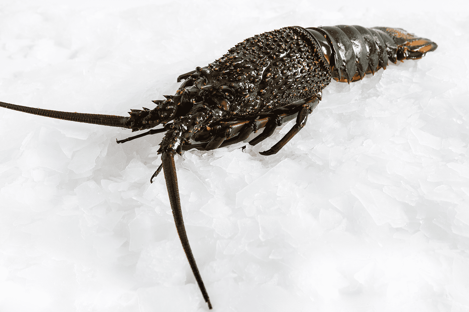 Lobster Schnitzel with Lemon & Pepper Sauce