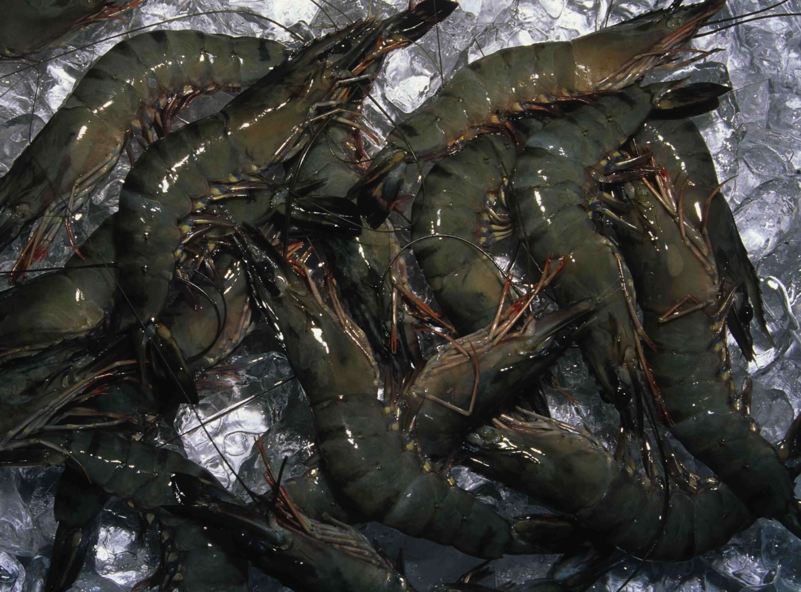 Raw Black Tiger Prawns