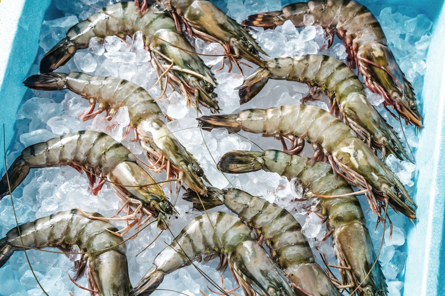 3kg Box Raw Black Tiger Prawns